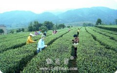桂平西山茶-广西名茶